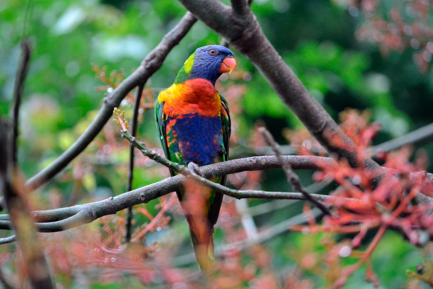 Rainbow Lorikeet