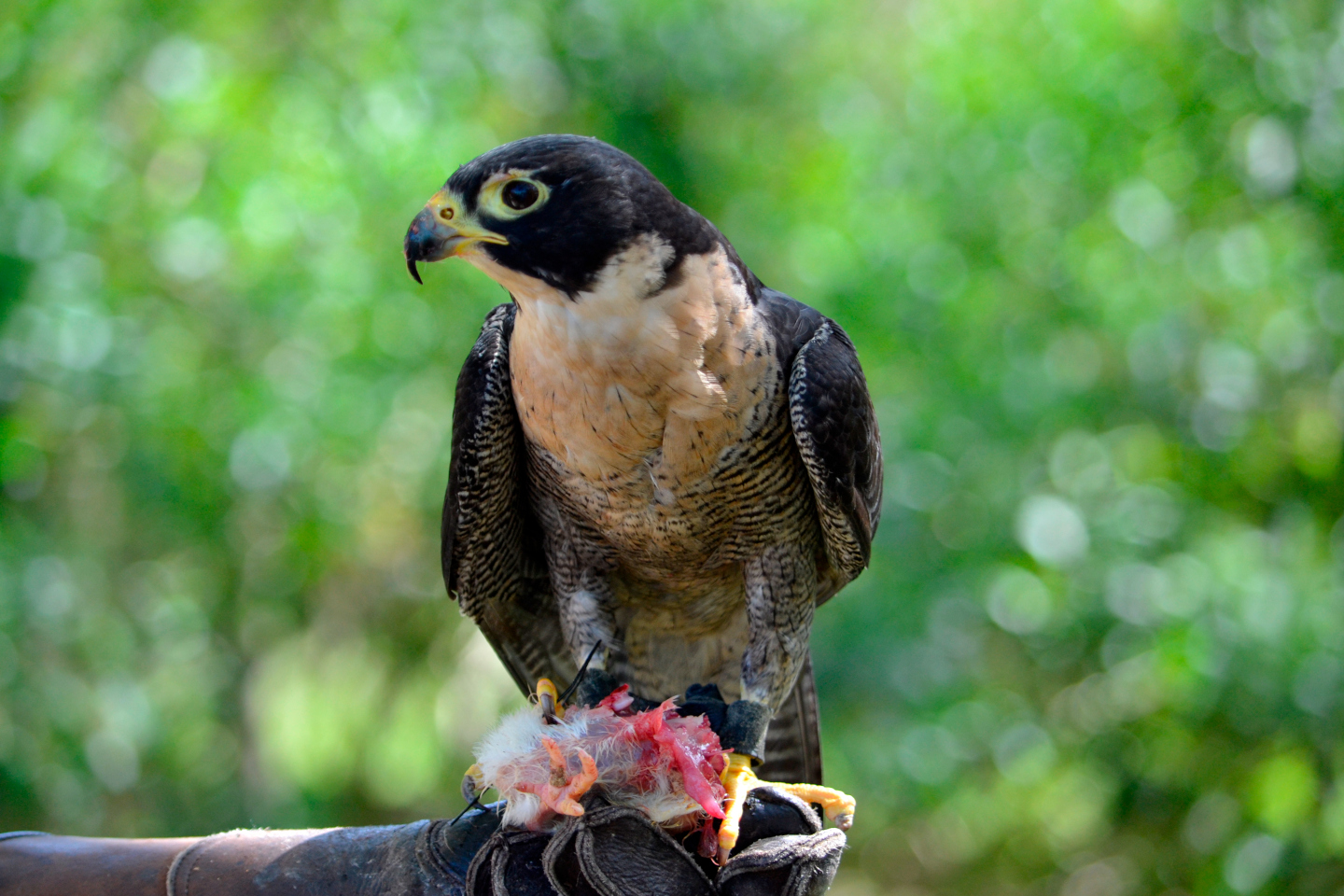 Peregrine falcon