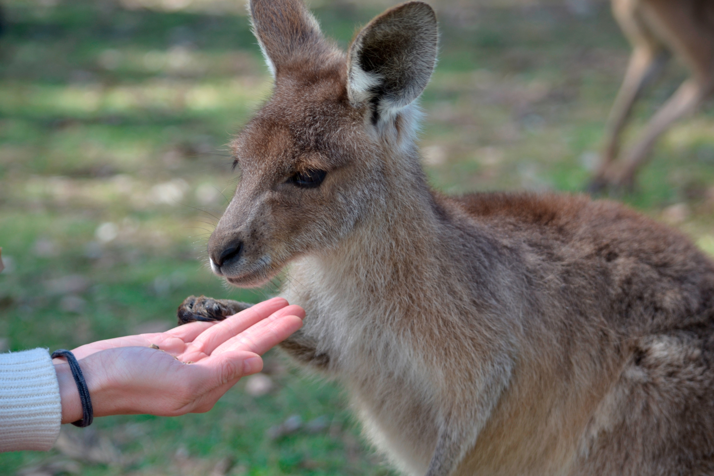 Grey Kangaroo