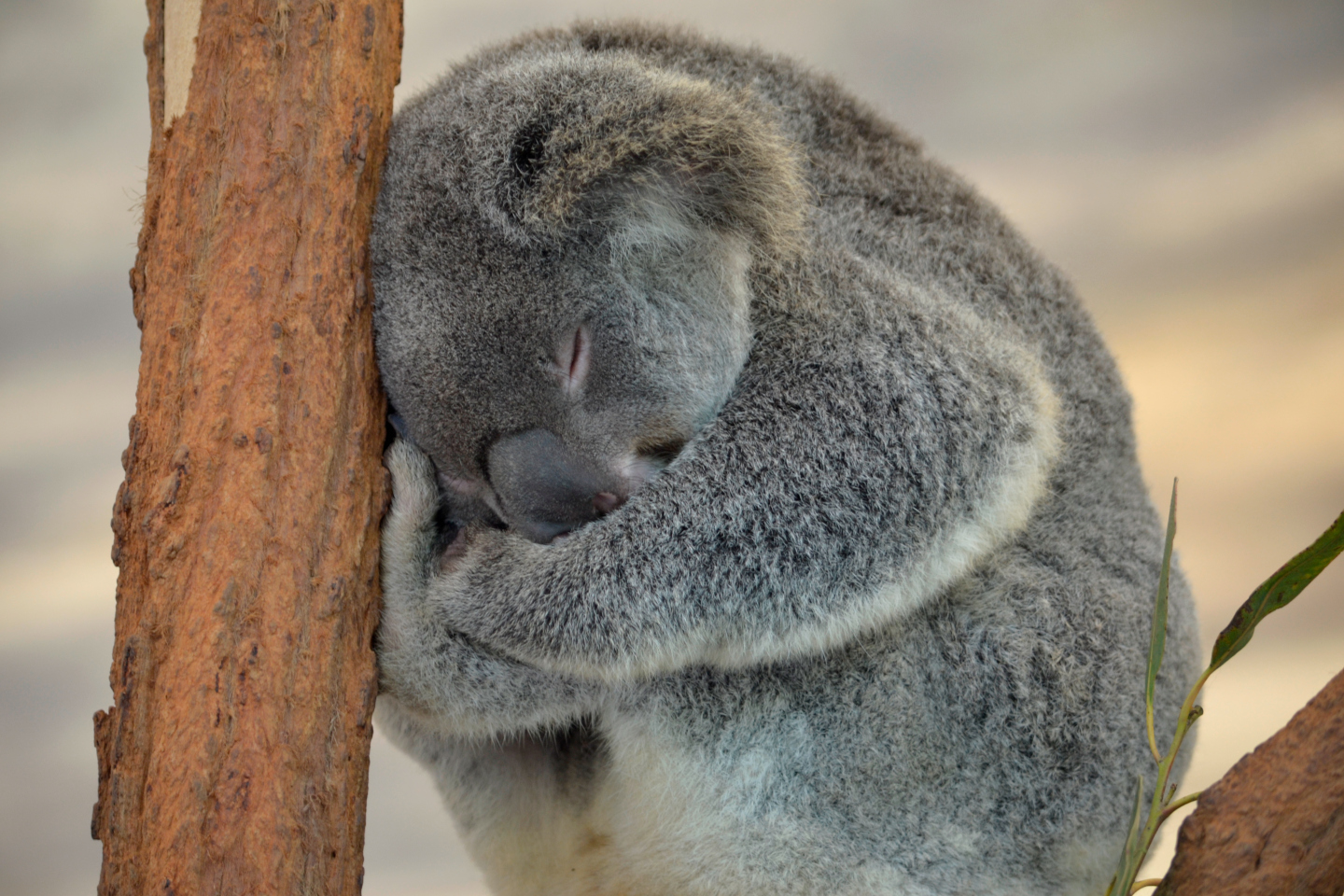 Lone Pine Koala Sanctuary